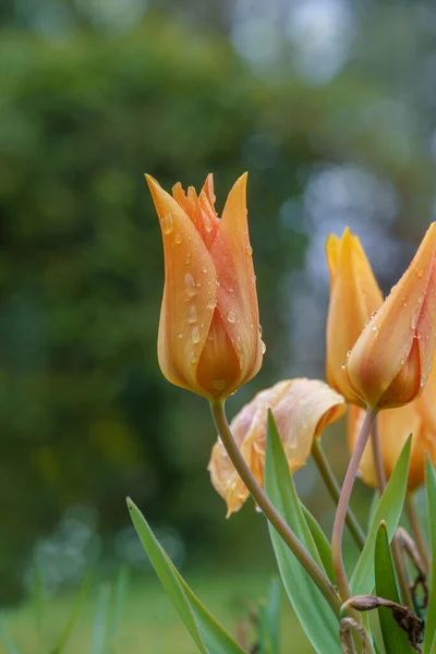 Schöne Tulpen Garten Gelbe Tulpen Nach Regen — Stockfoto