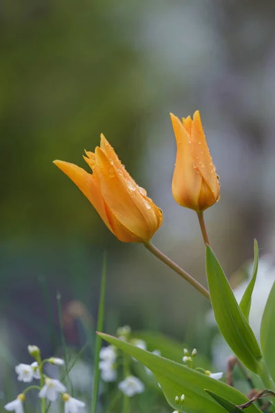 Hermosos Tulipanes Jardín Tulipanes Amarillos Después Lluvia — Foto de Stock