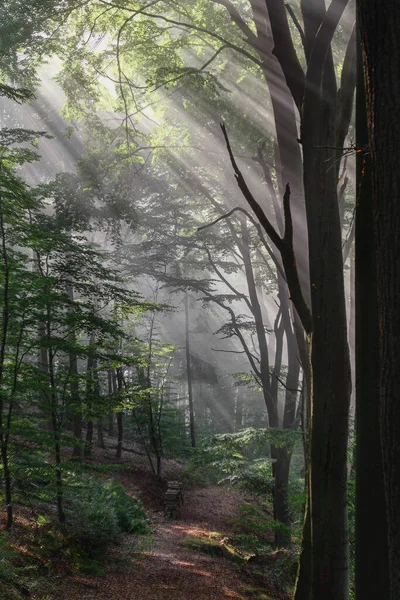 森林中美丽的风景 — 图库照片
