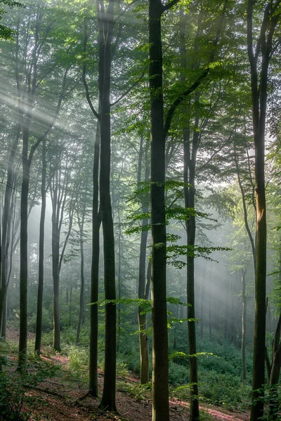 美丽的绿色森林与雾 — 图库照片