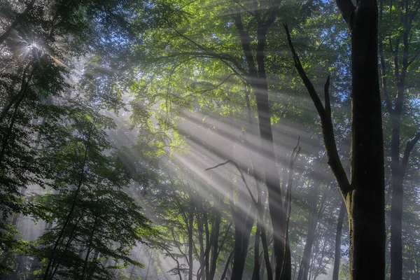 Прекрасний Вид Ліс Вранці — стокове фото