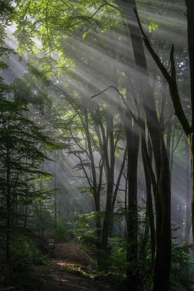 Neblina Matutina Brumosa Bosque —  Fotos de Stock