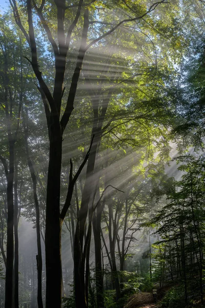 当太阳穿过森林时 — 图库照片