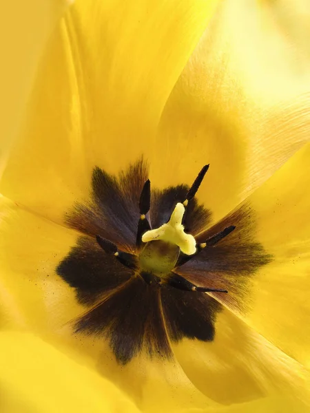 Macro Photography Yellow Tulip Bee View Tulip Blossom Macro — Stock Photo, Image