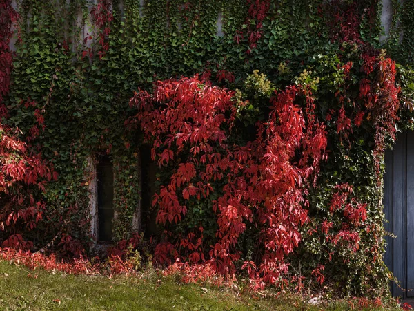 Őszi Levelek Lombozat Vörös Kék Ház Fal Őszi Levelek Borostyán — Stock Fotó
