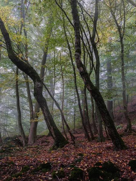 Jesienny Las Porannej Mgle Świeże Kolory — Zdjęcie stockowe