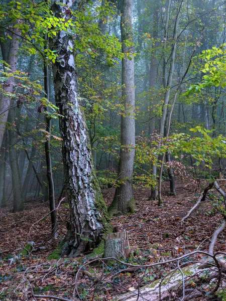 秋天的森林在晨雾中 鲜红的色彩 — 图库照片