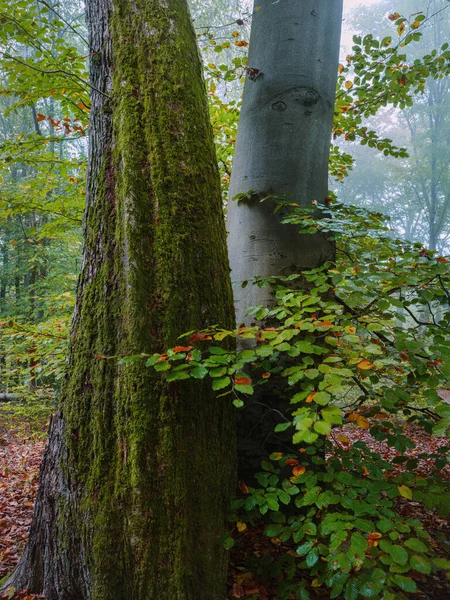Őszi Erdő Reggeli Köd Friss Színek — Stock Fotó