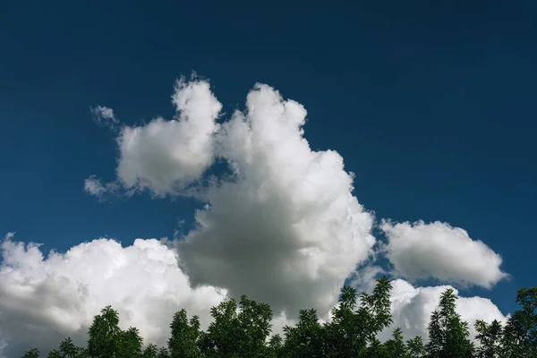 Nuvens Céu Flora — Fotografia de Stock