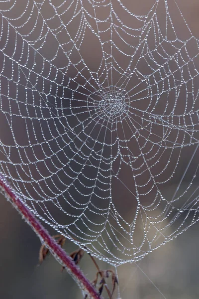 美丽的蜘蛛网与露珠 奶奶蜘蛛网 — 图库照片