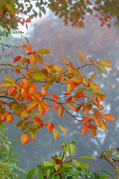 グラニークモの巣カラフルなオークの葉の着色 — ストック写真