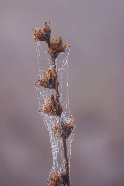 灰色の背景にクモの巣のマクロショット — ストック写真