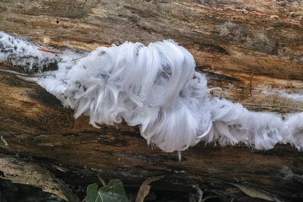 Fondo Ballena Hielo Pelo Raro — Foto de Stock