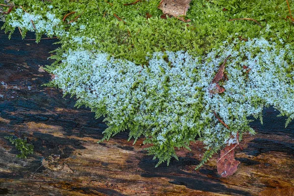 Лесной Пол Ветка Мхом Морозом — стоковое фото