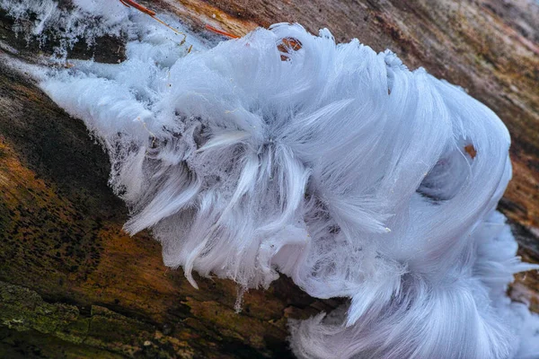 Whale Bottom Rare Hair Ice — Stock Photo, Image
