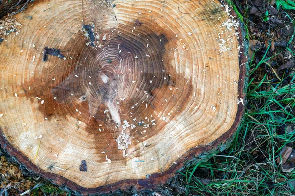 Cut Oak Logs — стоковое фото