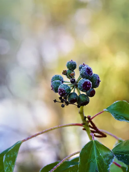Schöne Rote Beeren Einem Zweig Garten Nahaufnahme Wilder Efeu Mit — Stockfoto