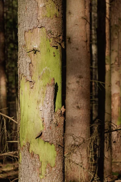 Tronco Árvore Fundo Floresta Verde Close — Fotografia de Stock