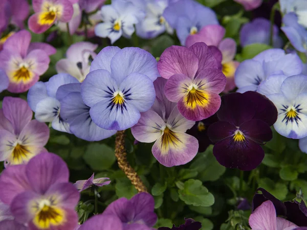 closeup purple pansy flowers in garden, spring background, Colorful pansies bloom