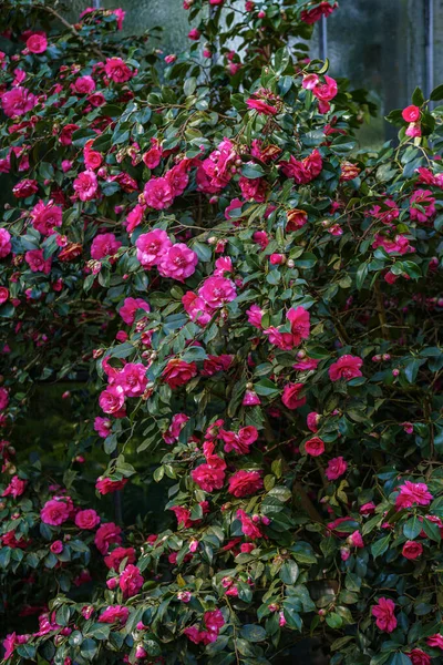 Güzel Çiçeğin Yakın Görüntüsü Açık Kamelya Ağacı Çiçekler Somon Kırmızısı — Stok fotoğraf