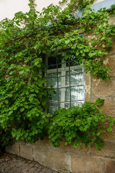 Fenêtre Les Plantes Vieille Maison Envahi Par Lierre Les Feuilles — Photo