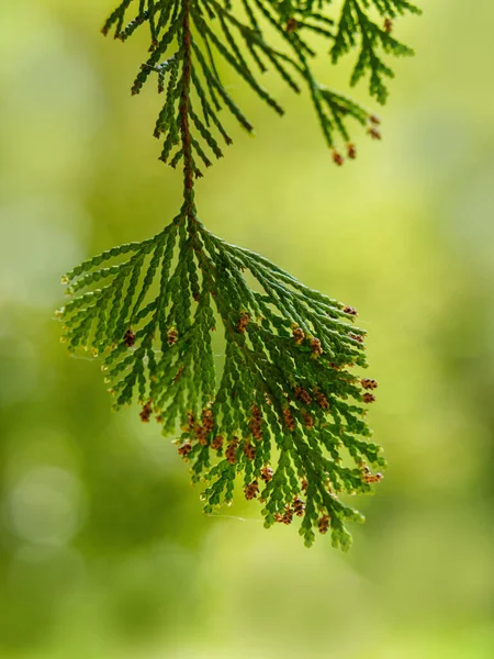Grüne Blätter Blattflora Natur — Stockfoto