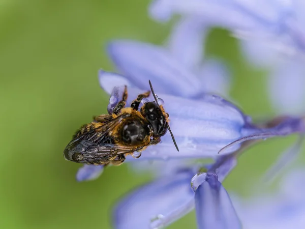 Άγρια Μέλισσα Στο Μπλε Λουλούδι Μετά Βροχή — Φωτογραφία Αρχείου
