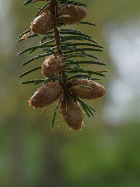 아름다운 가시투성이 나무를 클로즈업 — 스톡 사진