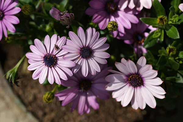 绿草背景上的紫色菊花 — 图库照片