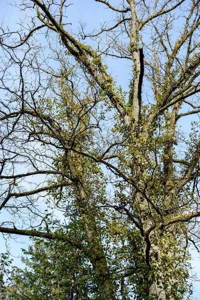 Pohon Birch Hutan — Stok Foto