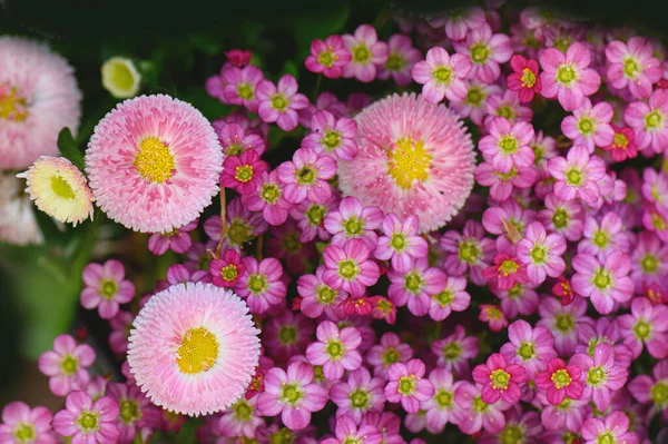 Närbild Skott Färgglad Blommor — Stockfoto