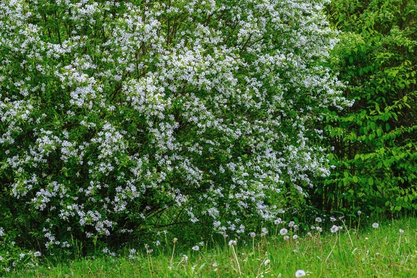 Białe Kwiaty Parku Wiosna Letni Słoneczny Dzień — Zdjęcie stockowe