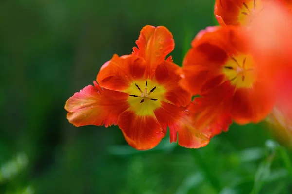 Rote Tulpen Blühten Garten — Stockfoto