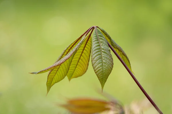 Gröna Blad Ett Träd — Stockfoto