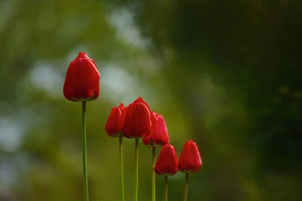 Rote Tulpe Garten — Stockfoto