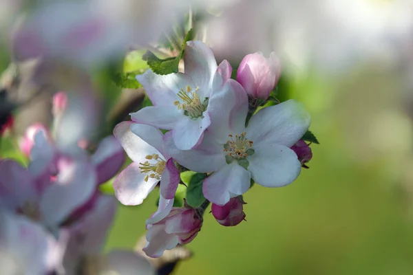 Jablko Kvete Květnu — Stock fotografie