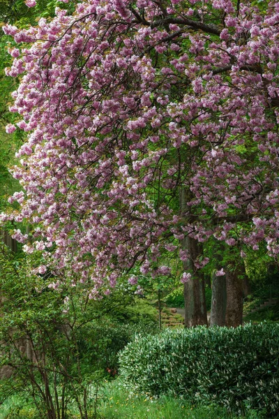 公園内の桜の木 — ストック写真