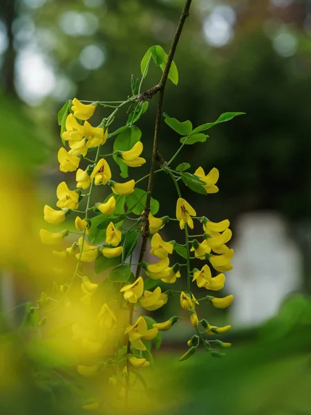 Laburnum Żółte Kwiaty Wiszące Racemes — Zdjęcie stockowe