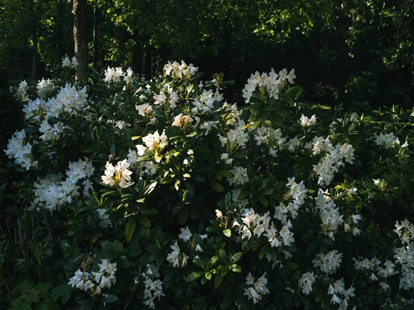 Parkta Mezarlık Lambalı Çiçekler — Stok fotoğraf