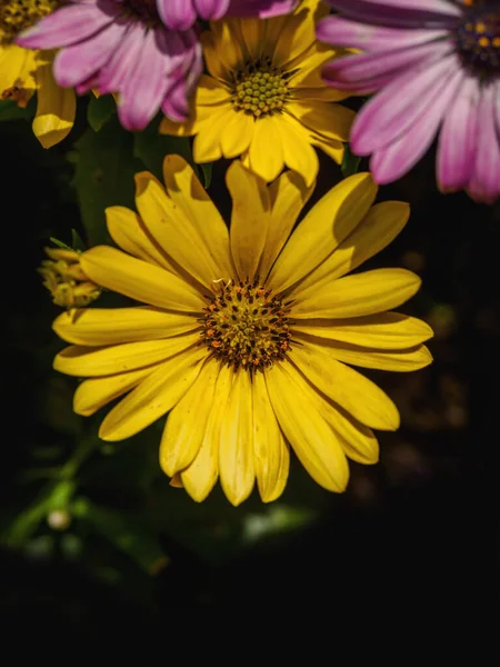 黄色の光線の花が明るい — ストック写真