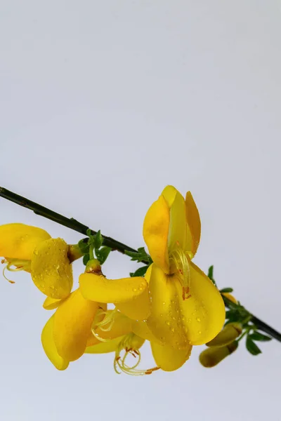 Krásný Žlutý Květ Zahradě Květinové Makro Žlutého Koštěte — Stock fotografie