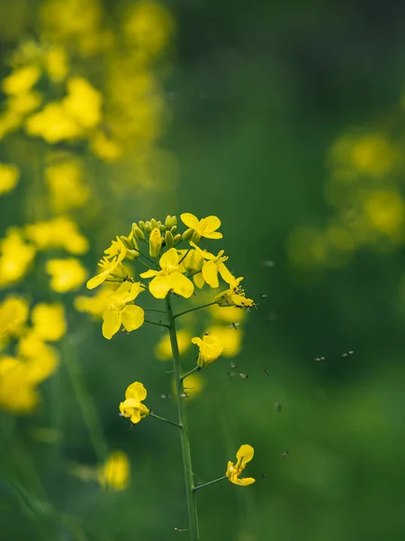 Żółte Kwiaty Ogrodzie Kwiaty Rzepaku Polu — Zdjęcie stockowe