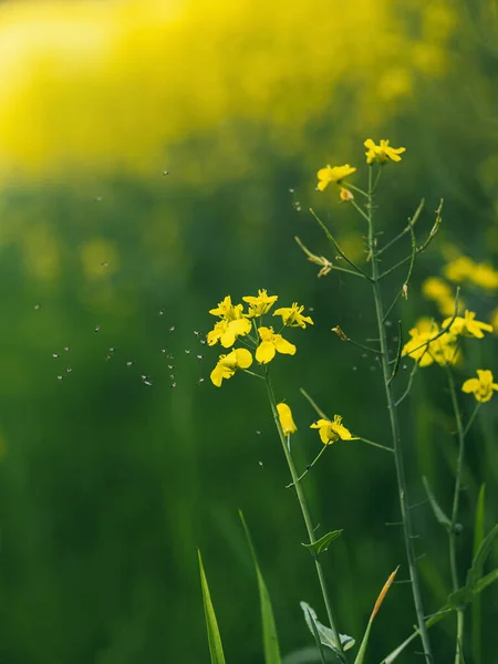Piękne Żółte Kwiaty Ogrodzie Kwiaty Rzepaku Polu — Zdjęcie stockowe