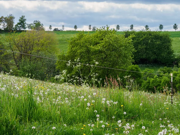 緑豊かな畑や牧草地 — ストック写真