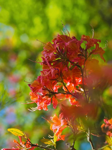 Pomerančové Květy Jarní Azalky — Stock fotografie