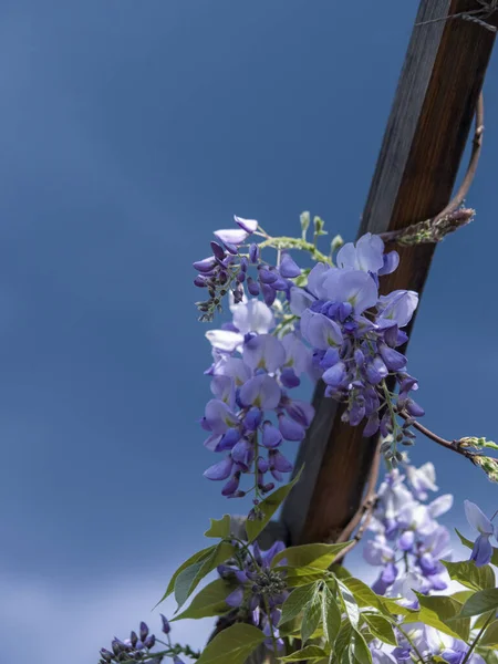 white flowers in the garden, Wisteria against the sky