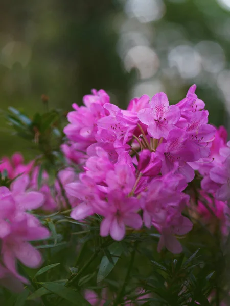 Krásný Rododendron Květiny Parku — Stock fotografie