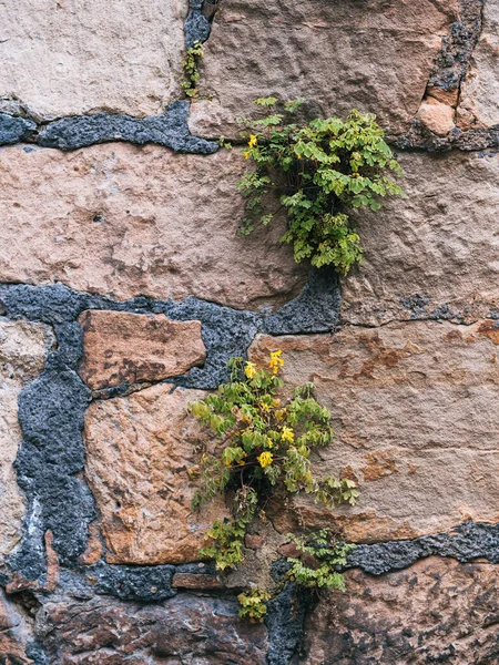 Murowanie Żółtymi Kwiatami Corydalis Rosnącymi Stawach — Zdjęcie stockowe