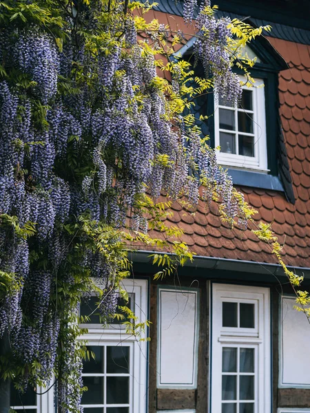 Wiyteria Rampant Bleu Sur Maison Fenêtre — Photo