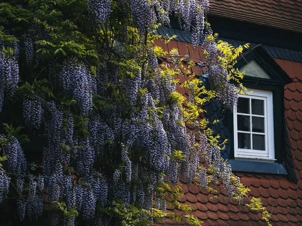 Wiyteria Rampant Bleu Sur Maison Fenêtre — Photo